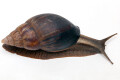 Achatina balteata infrafusca Cameroon adult
